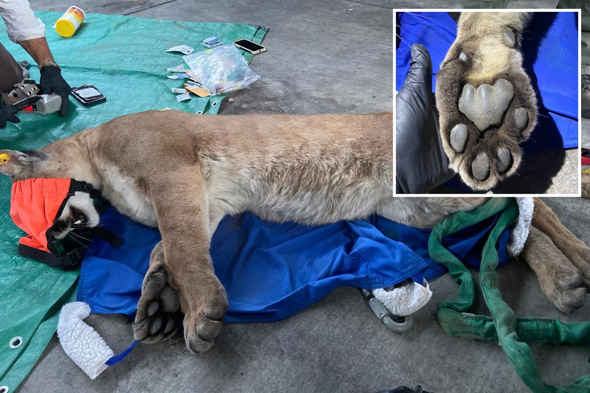 Mountain lion tranquilized in Escondido after pursuit