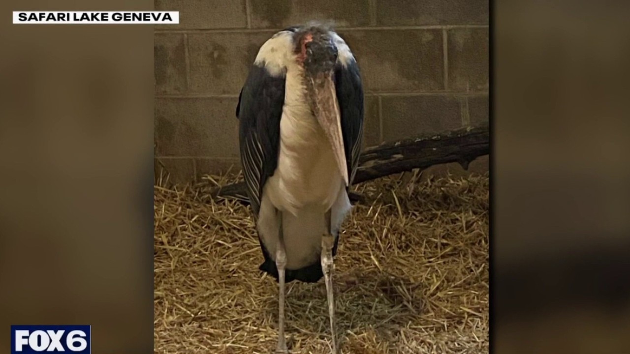 Safari Lake Geneva rescues African stork
