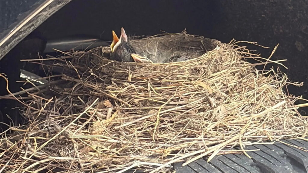  Four Robins Took A Dealer’s New Ford Hostage Under Federal Law. They Just Let It Go