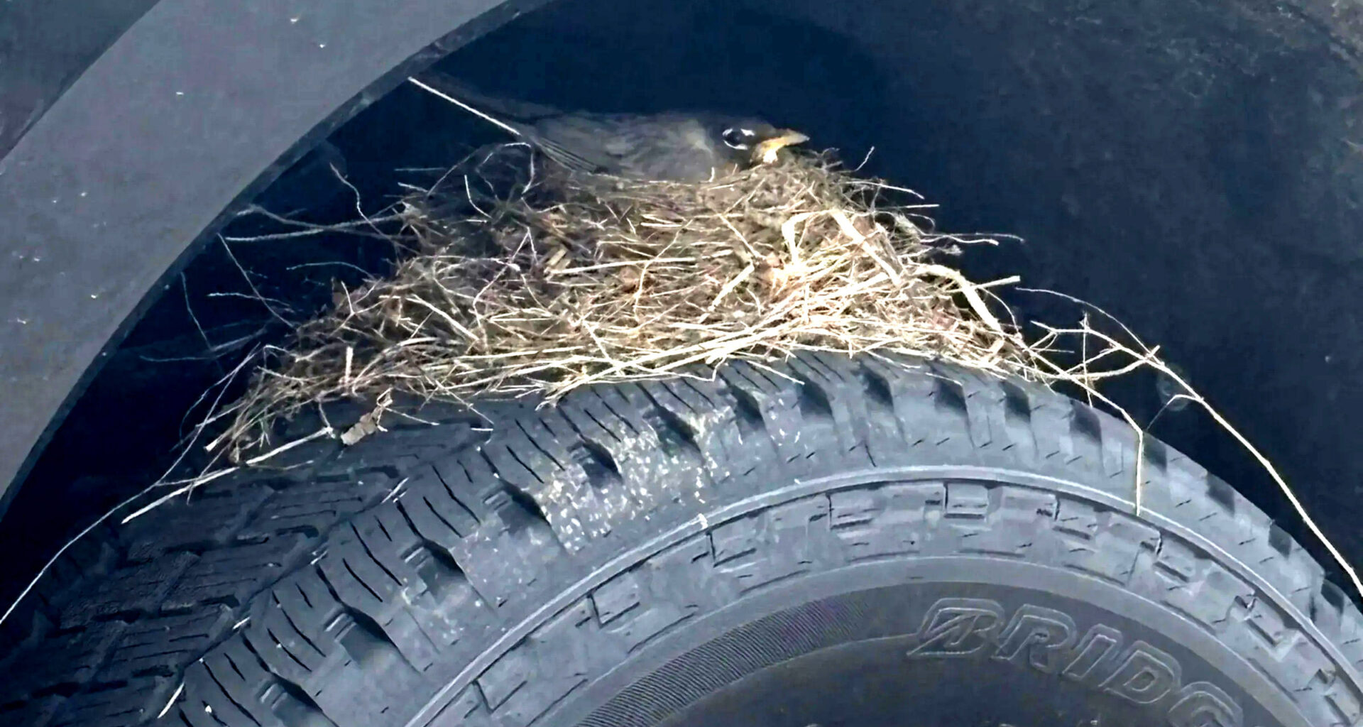 Four Robins Took A Dealer’s New Ford Hostage Under Federal Law. They Just Let It Go