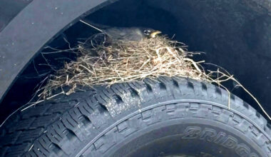 Four Robins Took A Dealer’s New Ford Hostage Under Federal Law. They Just Let It Go