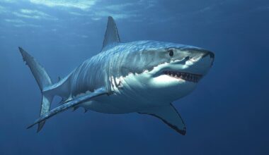 Terrifying moment great white shark attacks diver's camera off SoCal