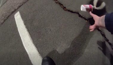 Colorado police help unlucky skunk stuck in a cup