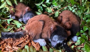 Critically endangered lemur gives birth to rare set of triplets at Georgia zoo