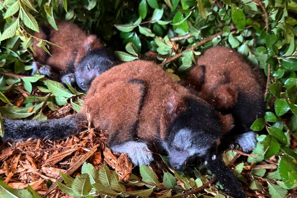 Critically endangered lemur gives birth to rare set of triplets at Georgia zoo