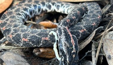 Snakes facing extinction due to deadly diseases, new research warns