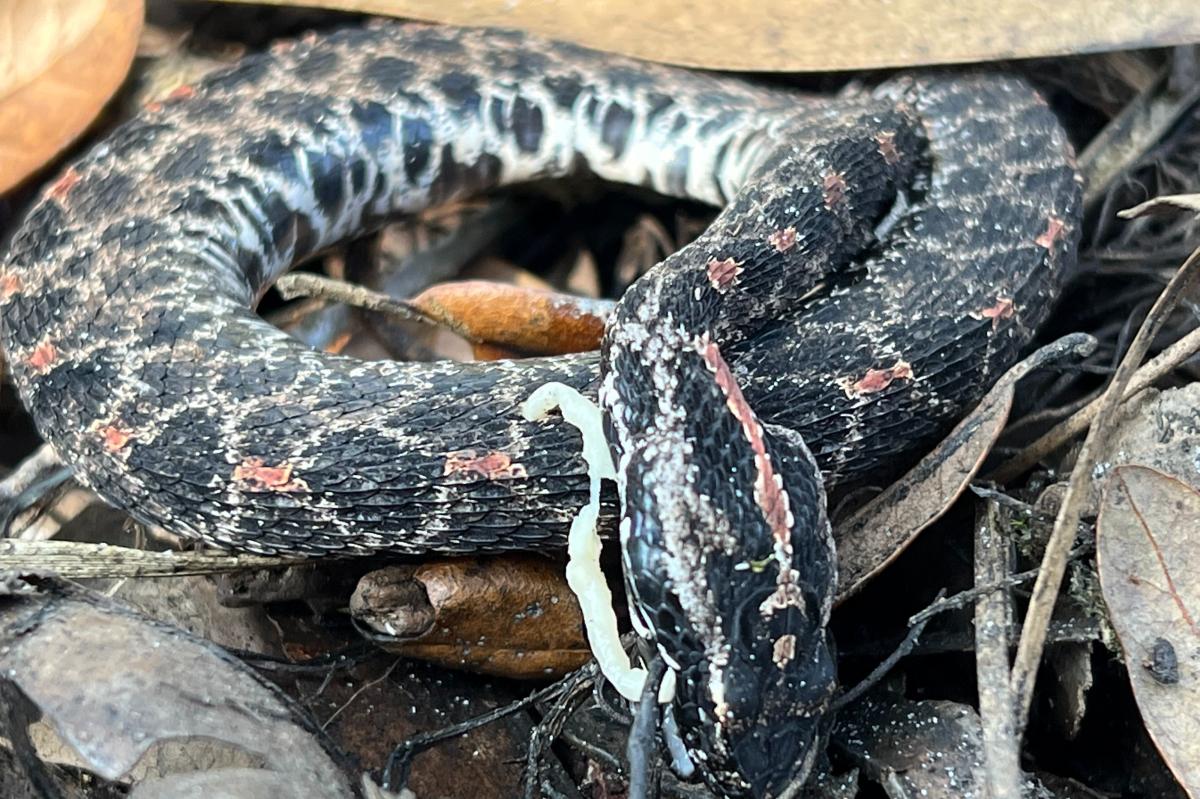 Snakes facing extinction due to deadly diseases, new research warns