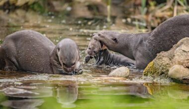 Baby otter triplets go for swimming lessons as they leave den for first time