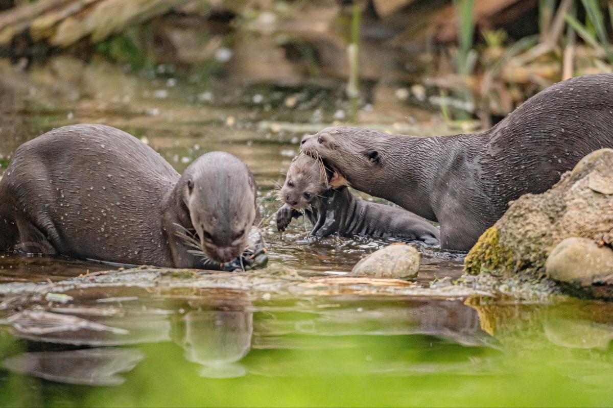Baby otter triplets go for swimming lessons as they leave den for first time