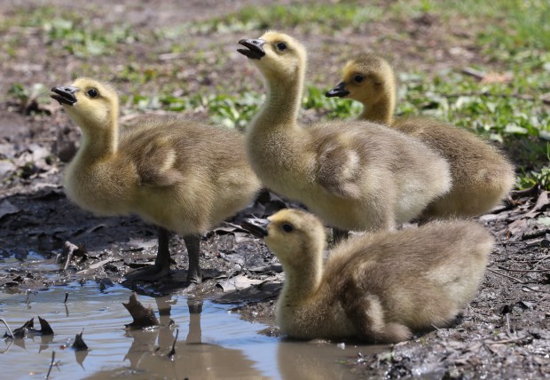 A gosling quartet drinks from a muddy puddle at Humboldt Park Saturday, May 2, 2026, in Chicago. (John J. Kim/Chicago Tribune)
