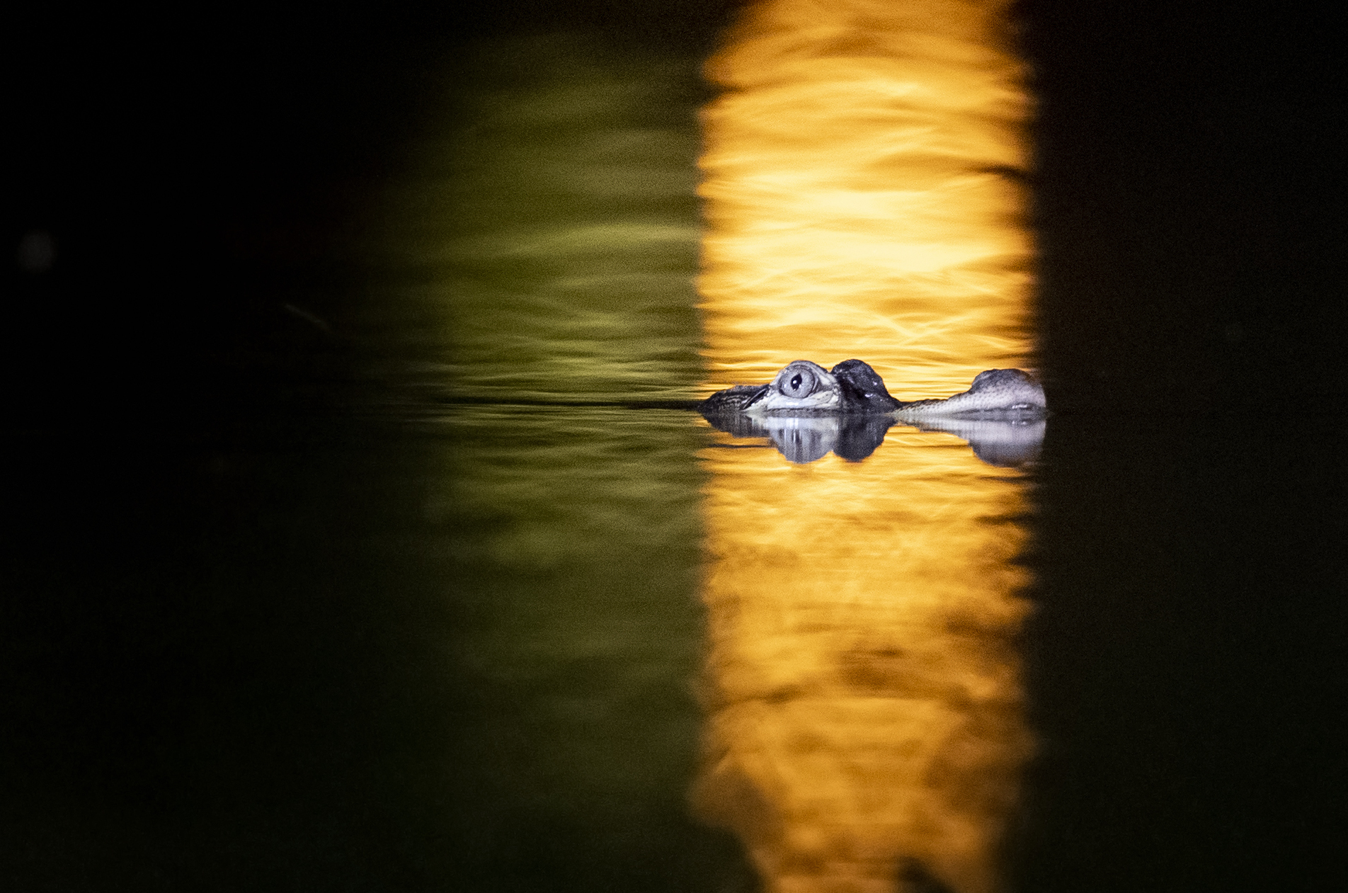 An alligator named Chance the Snapper navigates the waters of Humboldt...
