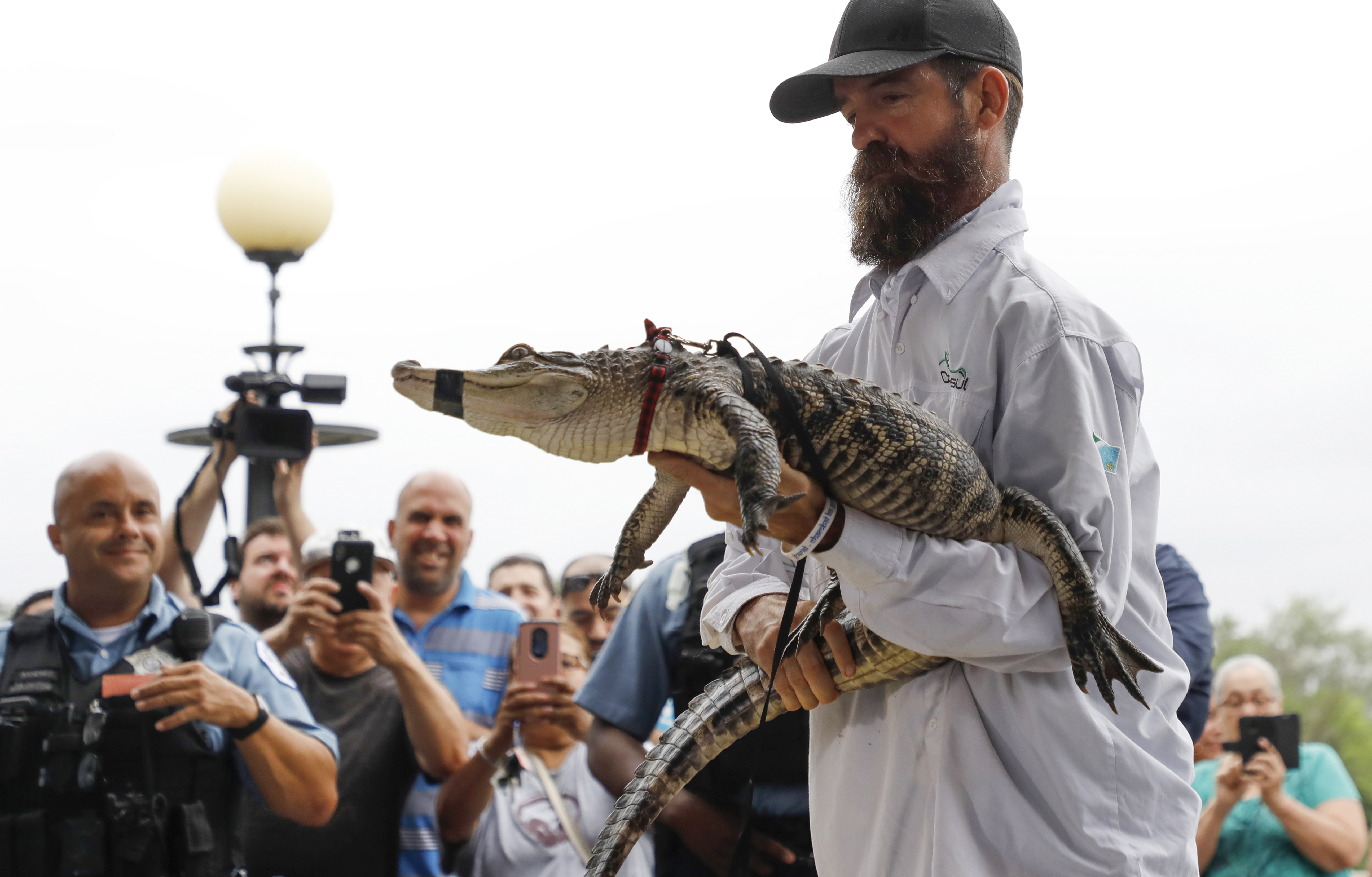 Professional alligator trapper Frank Robb of Florida displays Chance the...