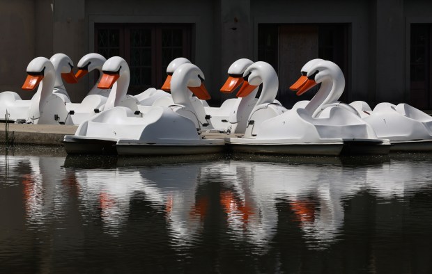 Swan pedal boats are docked at the Humboldt Park Lagoon Saturday, May 2, 2026, in Chicago. (John J. Kim/Chicago Tribune)