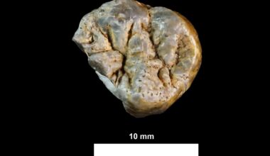 Cut marks on 1.6-million-year-old bones reveal early humans moved and processed meat in Kenya