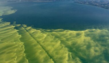 There's a Deadly 'Rotating' Soup of Forbidden Toxins at Lake Erie