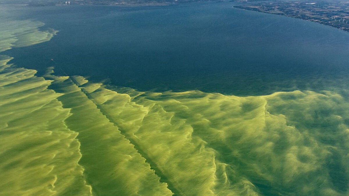 There's a Deadly 'Rotating' Soup of Forbidden Toxins at Lake Erie