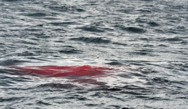 Shark expert says a deadly chum trail may explain great white attack on Aussie father