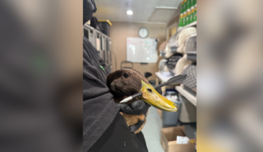 Duck recovering after arrow found through its bill at Mass. pond