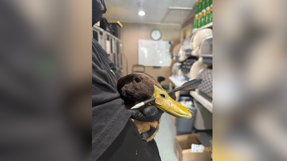 Duck recovering after arrow found through its bill at Mass. pond