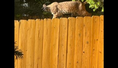 Bobcat spotted roaming Centennial neighborhood. See it prowl through yards, streets