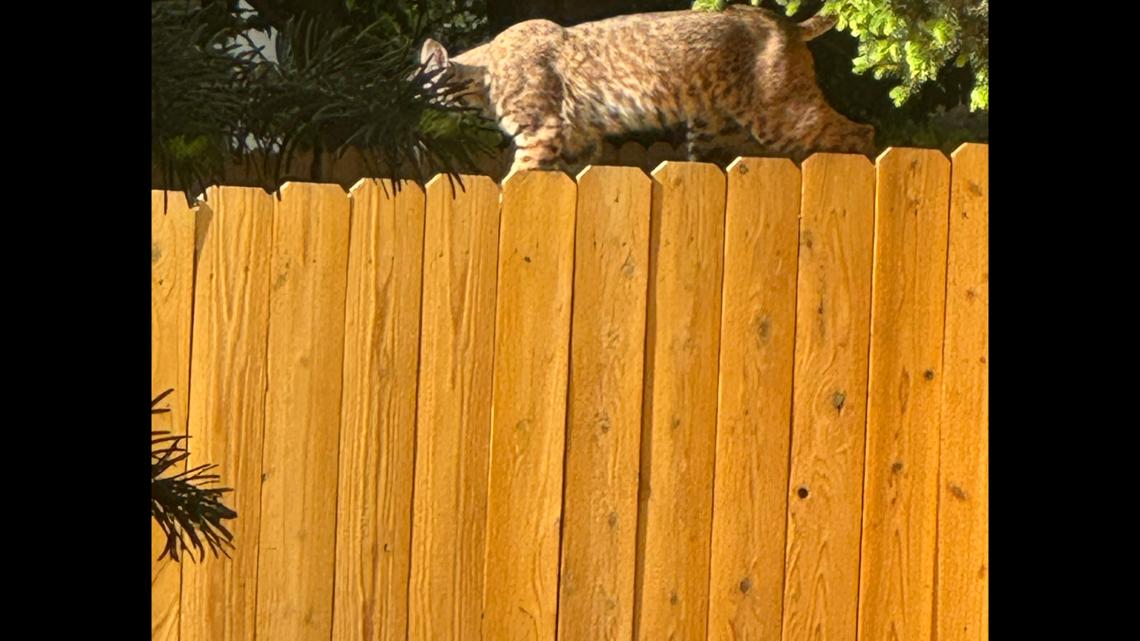 Bobcat spotted roaming Centennial neighborhood. See it prowl through yards, streets