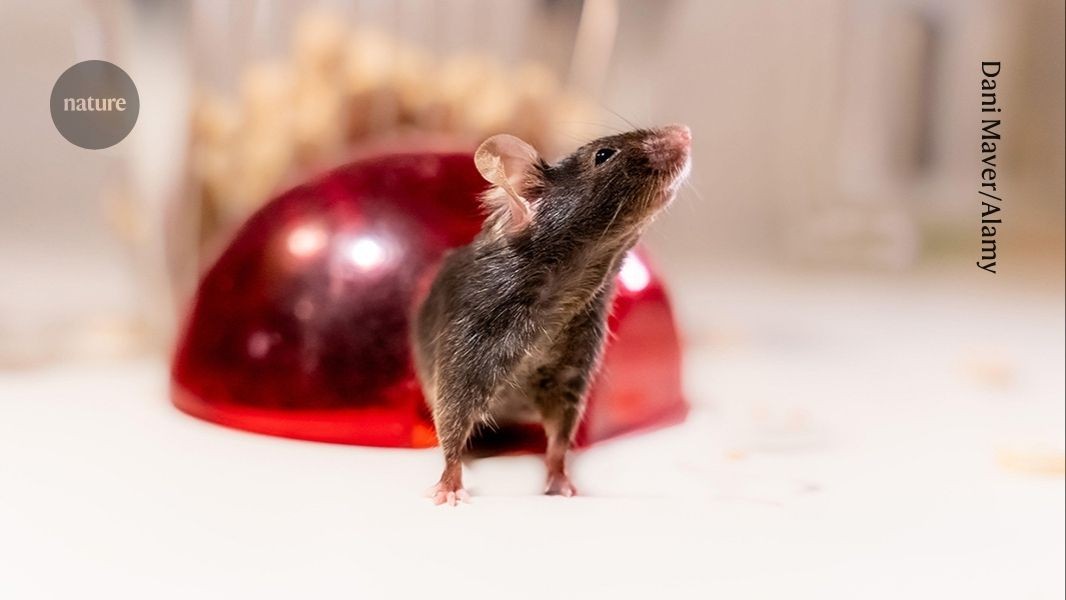Genetic survey exposes flaws in widely used mouse models