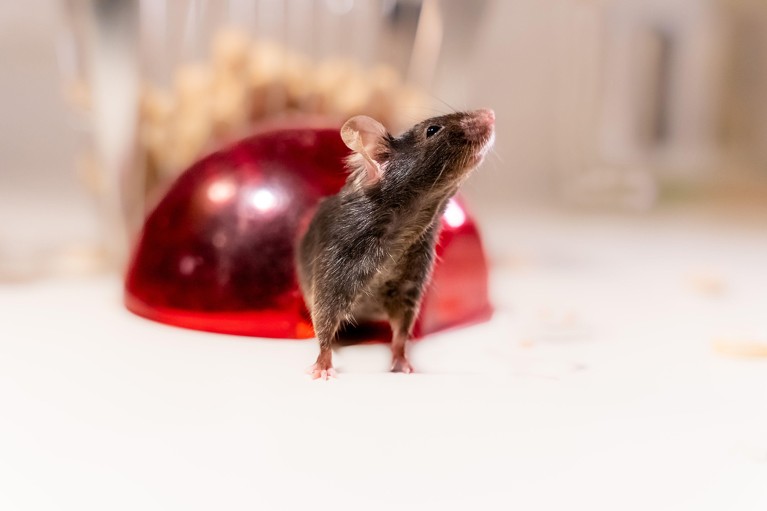 Photo of a C57BL/6 lab mouse emerging from a red domed shelter in its enclosure..
