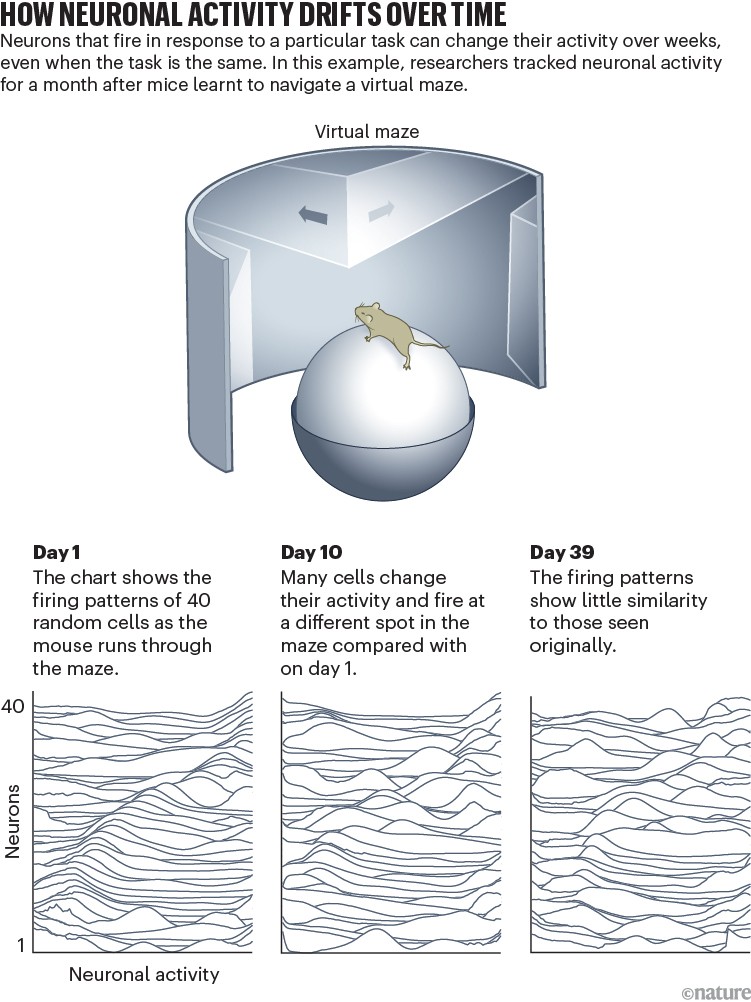 How neuronal activity drifts over time: Infographic showing a mouse navigating a virtual maze, then three line plots of the patterns of 40 neurons firing at day 1, day 10 and day 39, illustrating increasing divergence in activity.