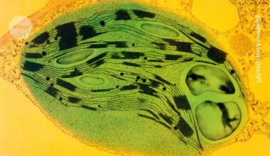 Mouse eyes photosynthesize after plant-to-animal transplant