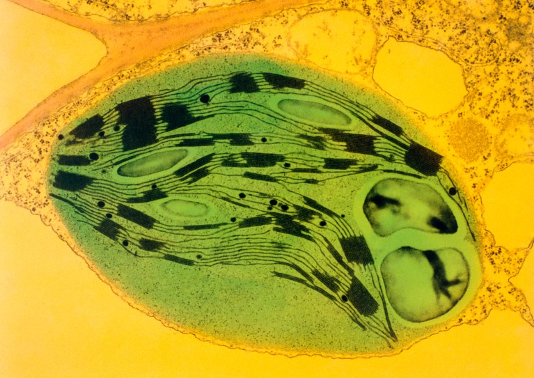 Light micrograph image of a chloroplast showing black layered thylakoids within a green organelle against a yellow background