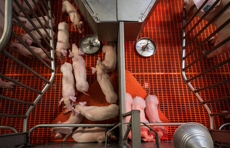 Overhead view of young genetically modified pigs in an indoor pen on a farm.