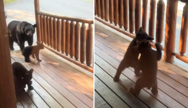 Vacationers wake up to bear cubs play-fighting outside Smoky Mountains cabin