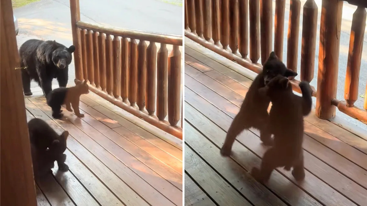 Vacationers wake up to bear cubs play-fighting outside Smoky Mountains cabin