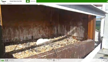4 peregrine falcon chicks take their 1st breaths at Ameren energy center