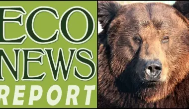 THE ECONEWS REPORT: Bring Back Our Grizzlies! | Lost Coast Outpost