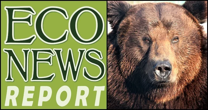 THE ECONEWS REPORT: Bring Back Our Grizzlies! | Lost Coast Outpost