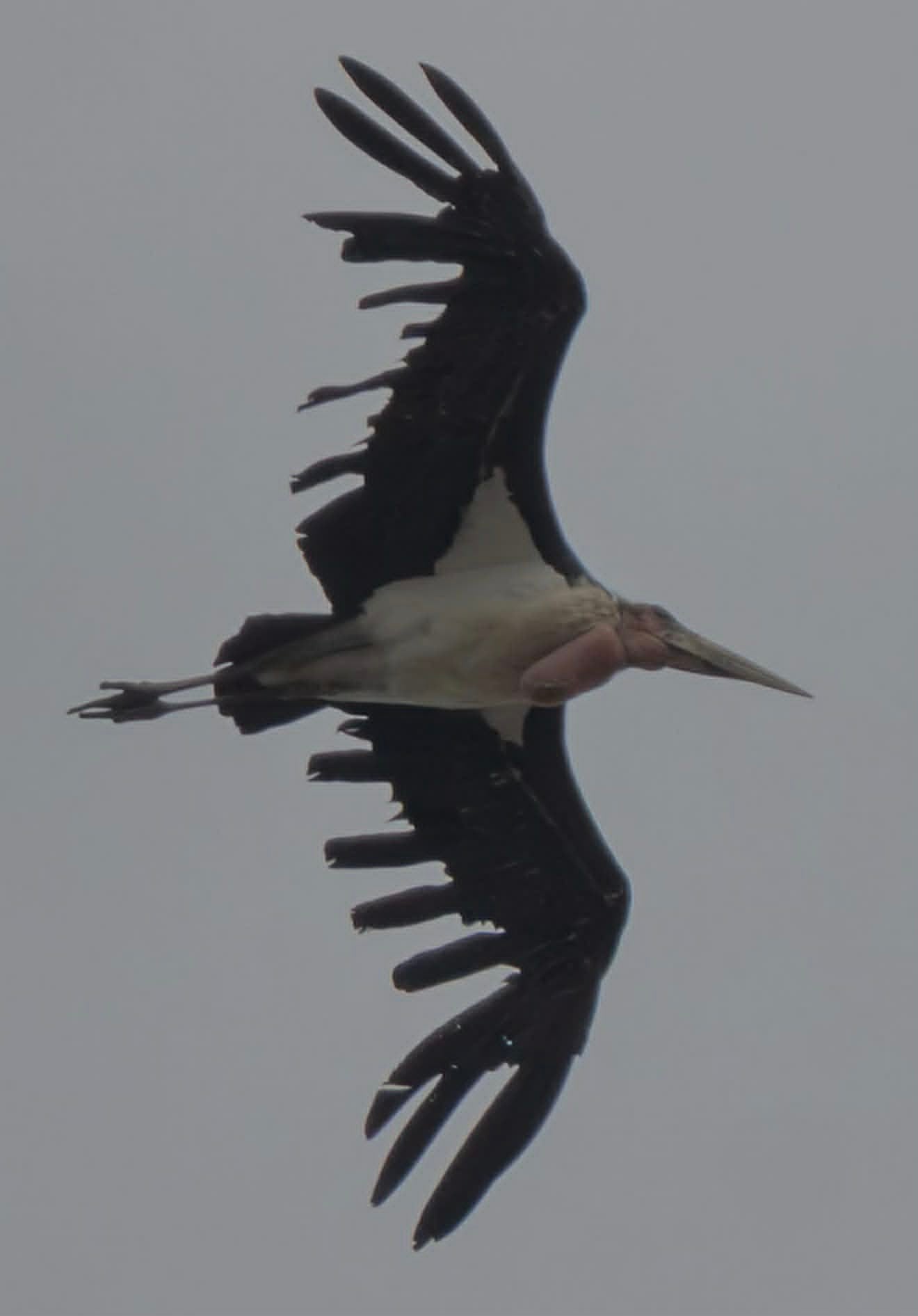 Large bird with torn, ragged wings and a long beak flying against a gray sky.