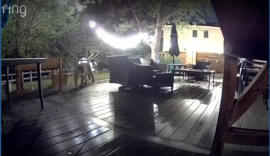 Mountain lion prowls through Centennial backyard on home surveillance camera. See the video