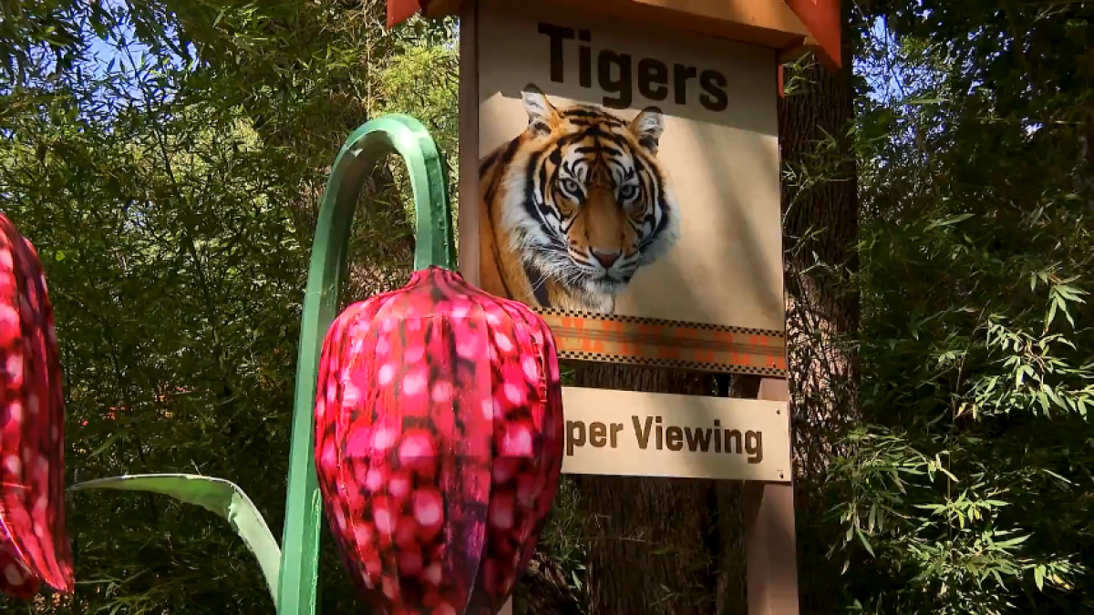 Dallas Zoo promotes kids mental health during awareness month – NBC 5 Dallas-Fort Worth