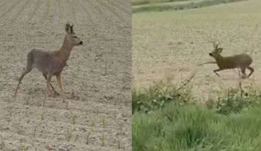 Beware of drunk deer, police warn, announcing season of inebriation