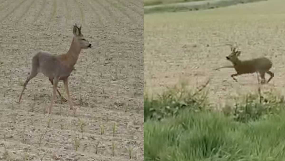 Beware of drunk deer, police warn, announcing season of inebriation