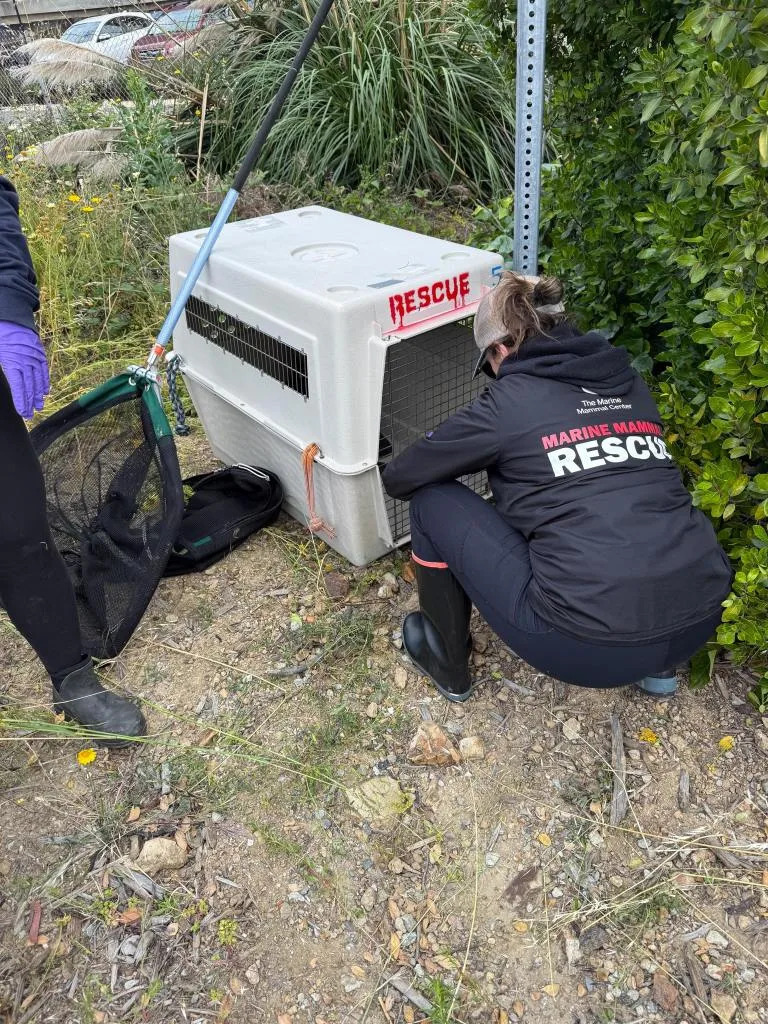 The rescue crews said that they had been actively working to locate the young sea lion after receiving several calls. Brisbane Police Department