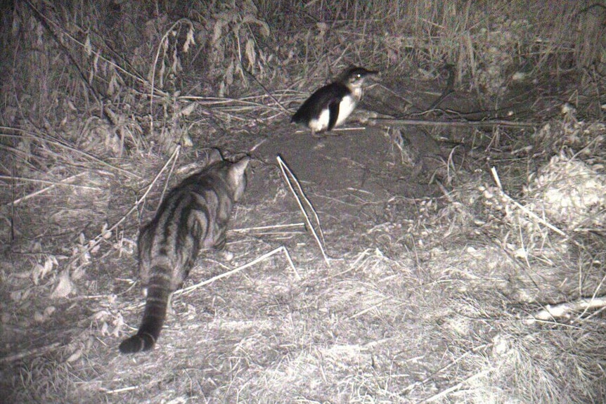 A black and white image of a cat stalking a little penguin