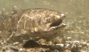 Chinook Fishing to Reopen on Klamath and Trinity Rivers After Three Year Closure | Lost Coast Outpost