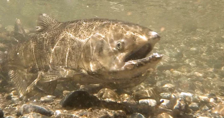 Chinook Fishing to Reopen on Klamath and Trinity Rivers After Three Year Closure | Lost Coast Outpost