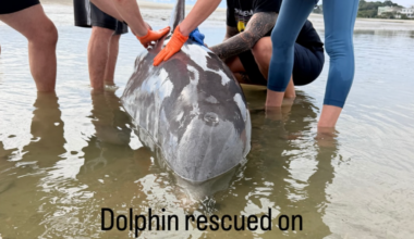 Dolphin stranded saved off coast of Hilton Head, SC Island