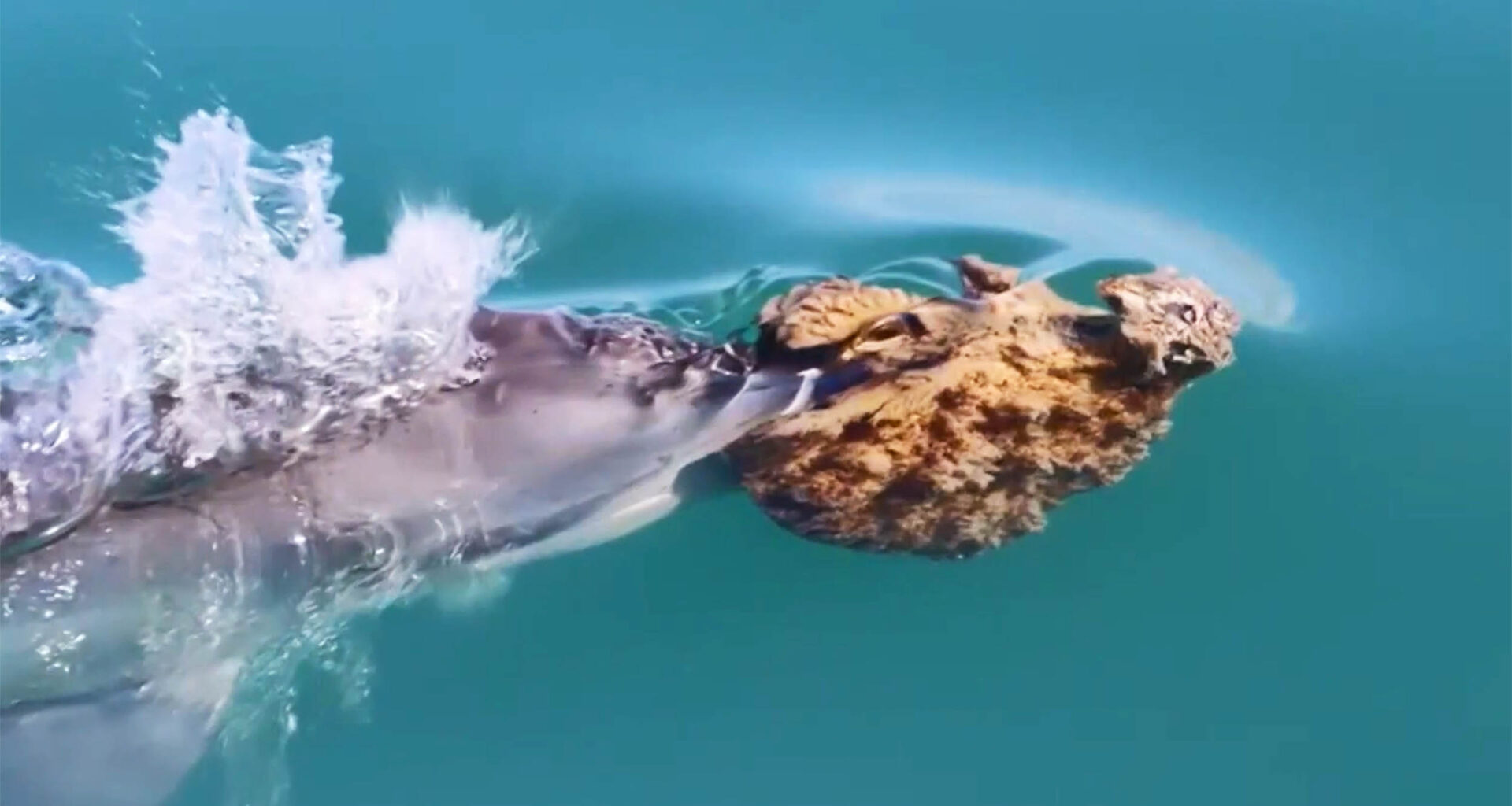 Rare footage captures dolphins using sponges as tools for hunting
