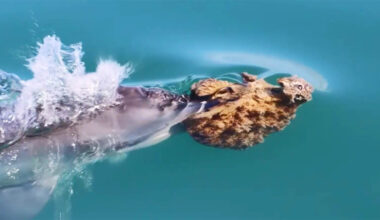 Rare footage captures dolphins using sponges as tools for hunting