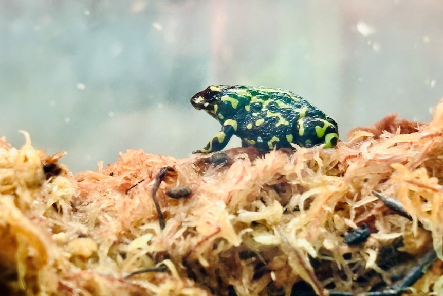 An up close of the Northern Corroboree frog, with black and yellow markings, in an enclosure.