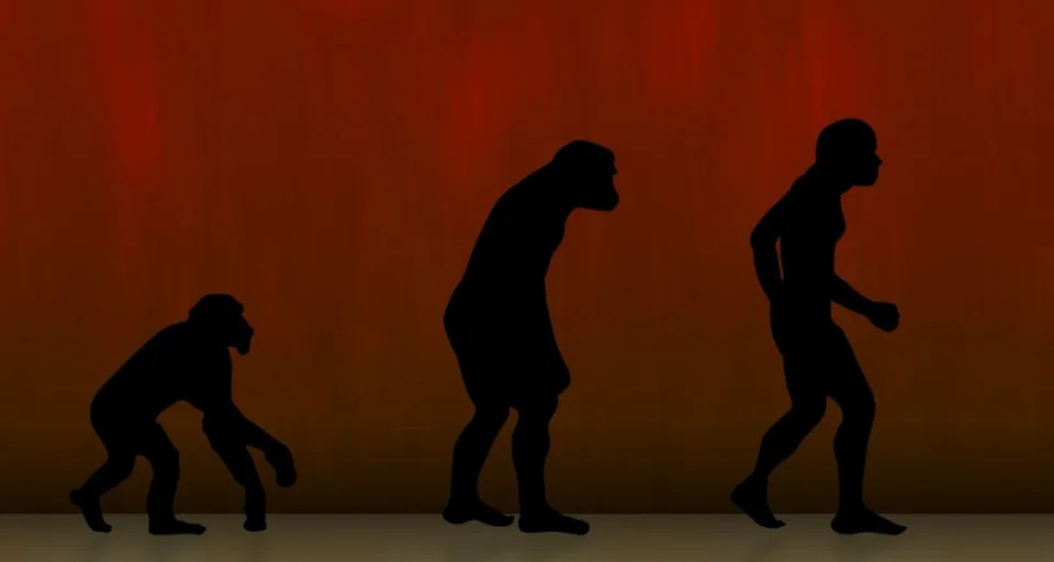 biology, human evolution, science